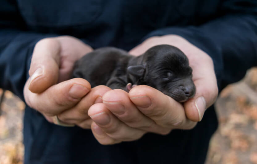 Щенок до 6  месяцев на руках у владельца